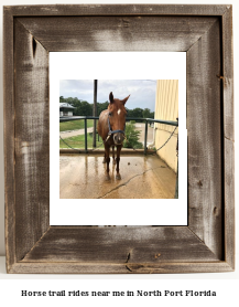 horse trail rides near me in North Port, Florida